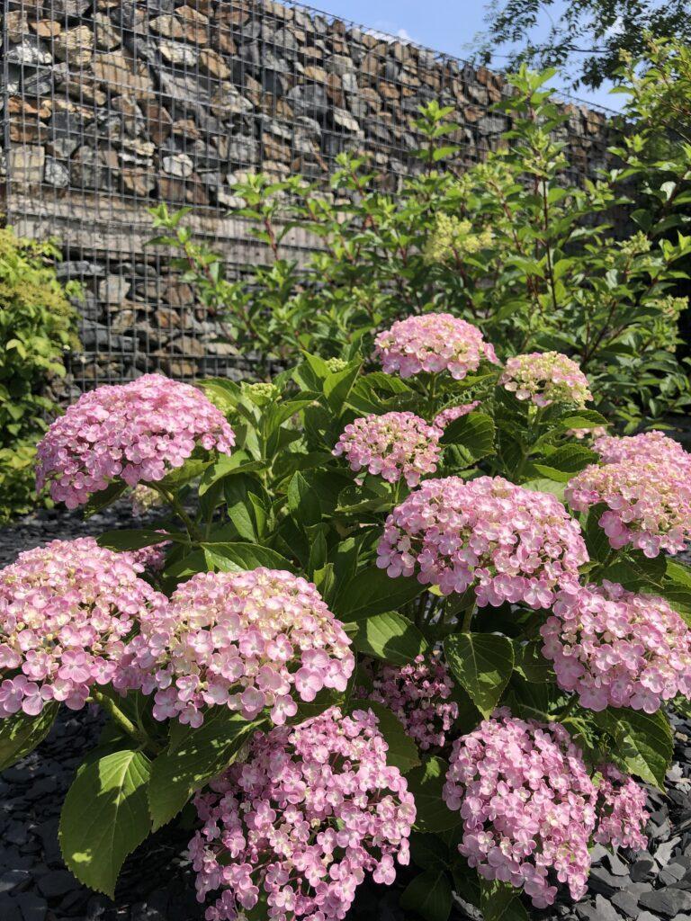 Fourrier Paysage Pepiniere Laval Hortensias 2