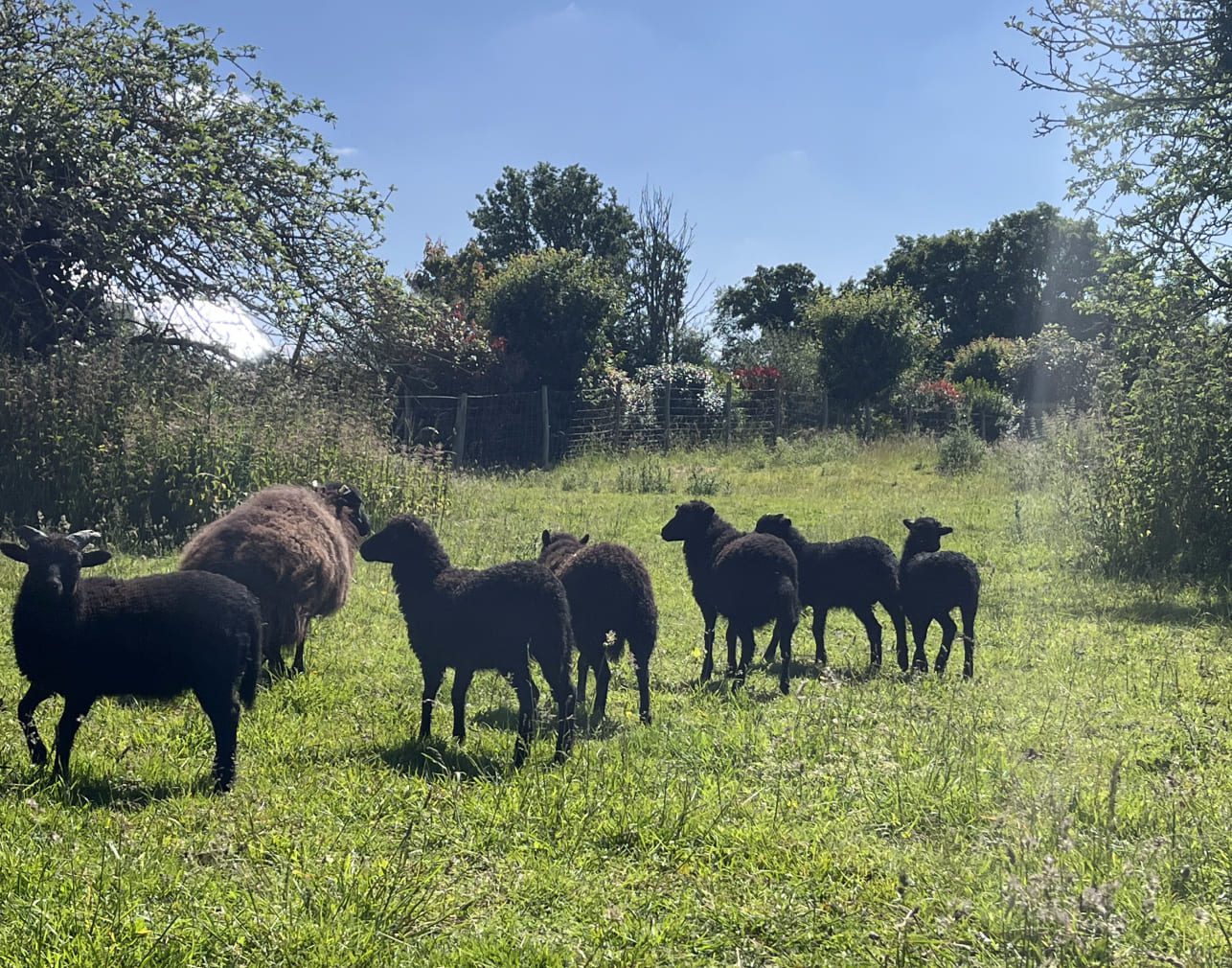 Fourrier Paysage Pepiniere Laval Eco Paturage La Famille Sagrandit