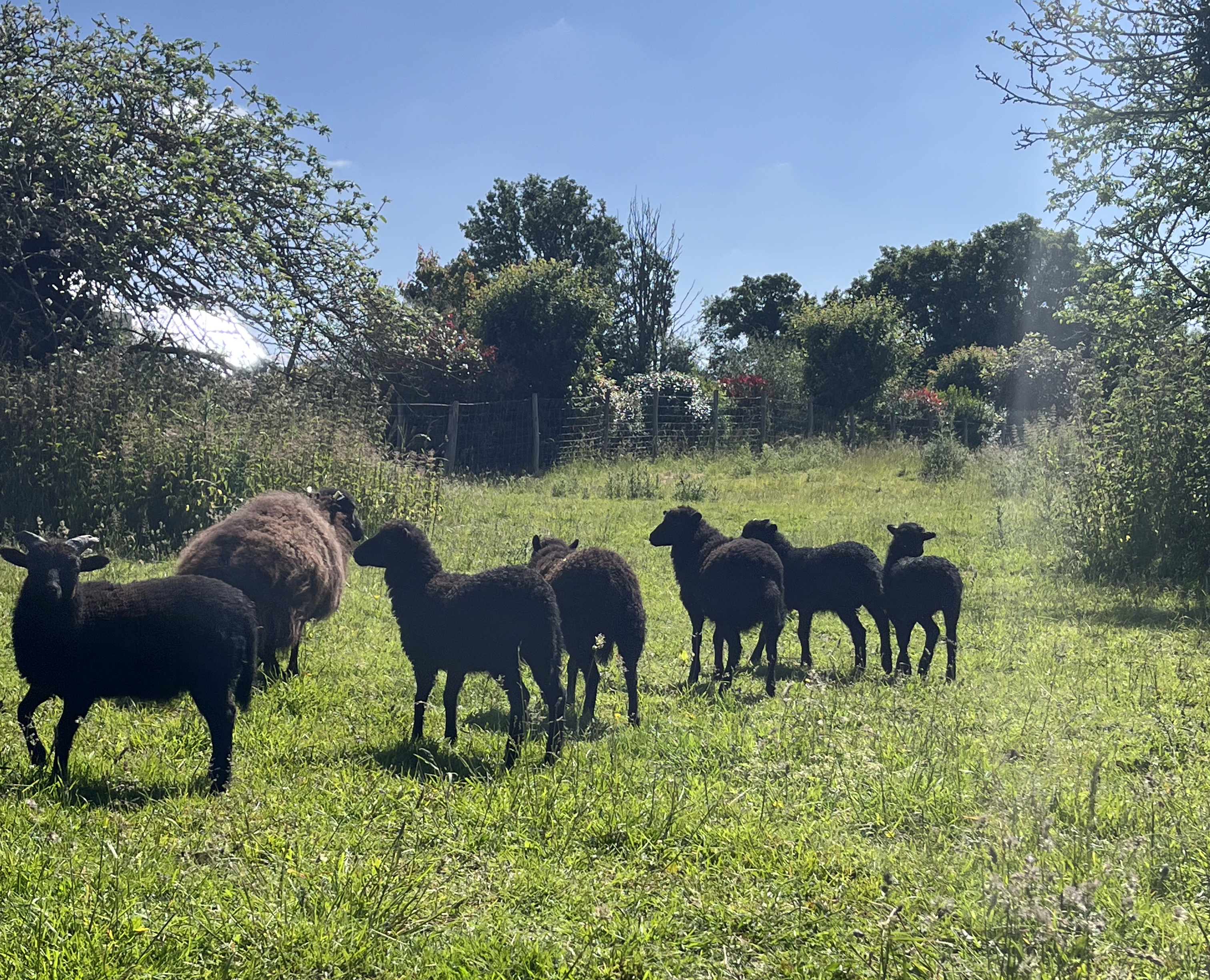 Eco pâturage : la famille s’agrandit